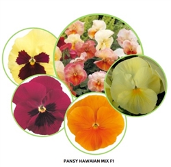 Pansy Hawaiian F1 Mix