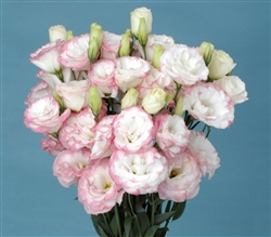 Lisianthus Gem Pink Picotee Pellets_disc