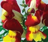 Antirrhinum Snappy Red & Yello