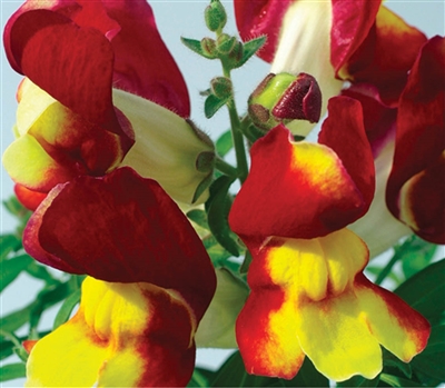 Antirrhinum Snappy Red & Yello