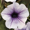 Petunia Lambada Blue Vein Pell