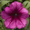 Petunia Lambada Plum Pellets