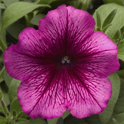 Petunia Lambada Plum Pellets