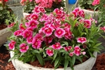 Dianthus Chiba Cherry Pic