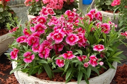 Dianthus Chiba Cherry Pic