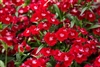 Dianthus Chiba Crimson