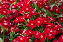Dianthus Chiba Crimson