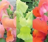 Antirrhinum Snappy Terracotta