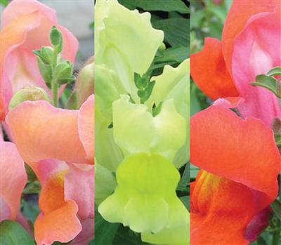 Antirrhinum Snappy Terracotta