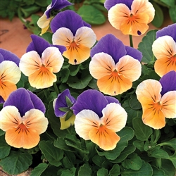 Viola Penny Peach Jump Up