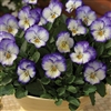 Viola Penny Purple Picotee