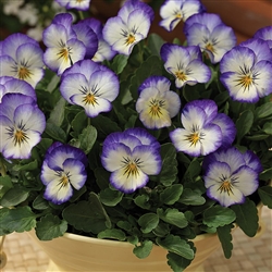 Viola Penny Purple Picotee