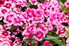 Dianthus Chiba Crims Pic