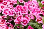 Dianthus Chiba Crims Pic