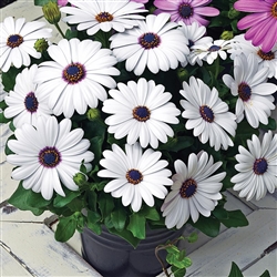 Osteospermum Asti White