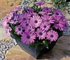 Osteospermum Asti Lav Shades