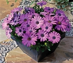 Osteospermum Asti Lav Shades