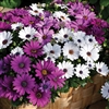 Osteospermum Asti Mix