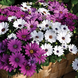 Osteospermum Asti Mix