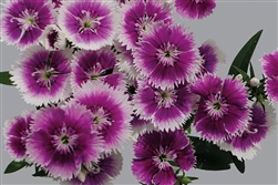 Dianthus Chiba Lilac Pic