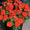 Impatiens Xtreme Orange