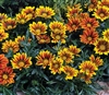 Gazania Kiss Flame Mix