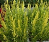 Celosia Lime Spires