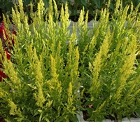 Celosia Lime Spires