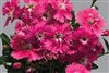 Dianthus Chiba Pink