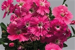 Dianthus Chiba Pink