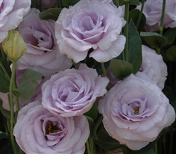 Lisianthus Helix Lavender Pellets_disc