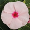 Vinca Cora XDR Apricot