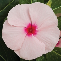 Vinca Cora XDR Apricot