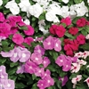 Vinca Cora XDR Mix