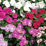 Vinca Cora XDR Mix