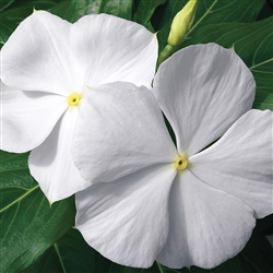 Vinca Cora XDR White