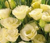 Lisianthus Advant. Yellow Pellets