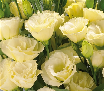 Lisianthus Advant. Yellow Pellets