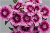 Dianthus Chiba Purp Pic