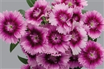 Dianthus Chiba Purp Pic