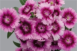 Dianthus Chiba Purp Pic