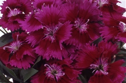 Dianthus Chiba Purple