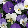 Viola Winter Mix