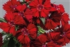 Dianthus Chiba Red