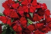 Dianthus Chiba Red