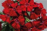 Dianthus Chiba Red