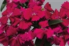 Dianthus Chiba Rose