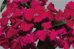 Dianthus Chiba Rose