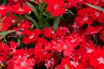 Dianthus Chiba Scarlet