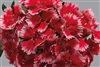 Dianthus Chiba Strawberry